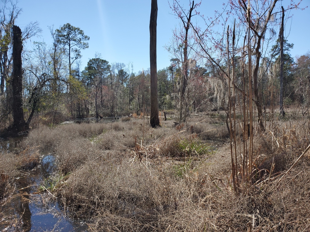 Beaver pond