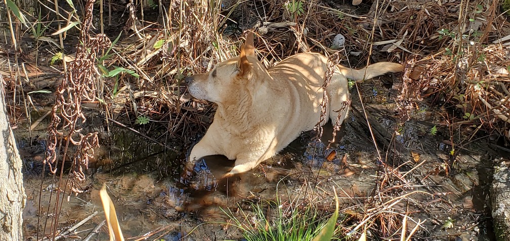 Yellow Dog in the pond