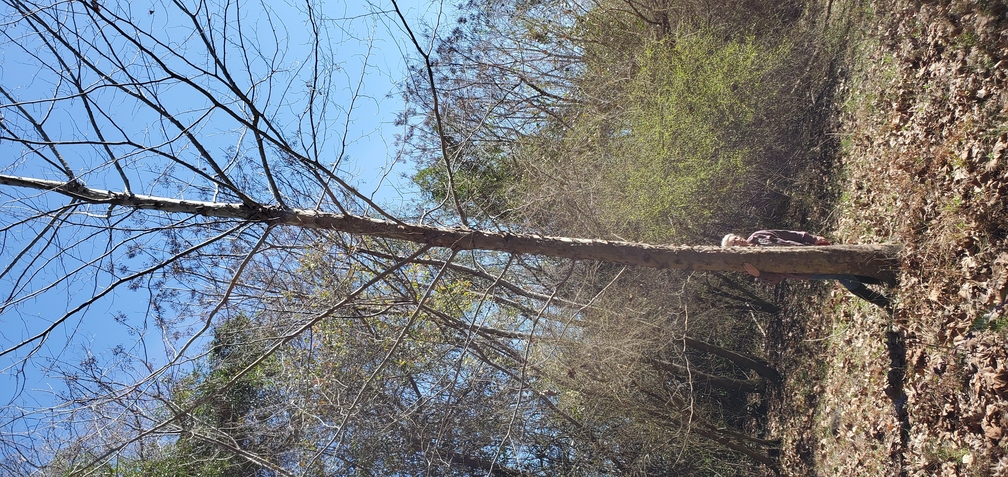 She likes that tree