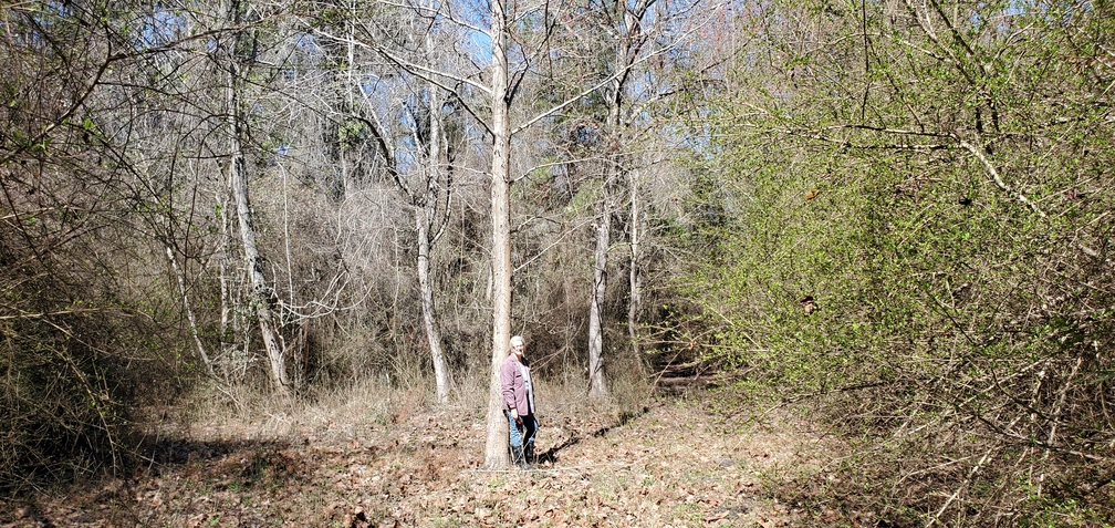 Gretchen and her Sycamore