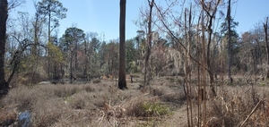 [Wide beaver pond]