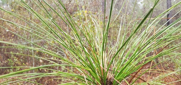 Longleaf