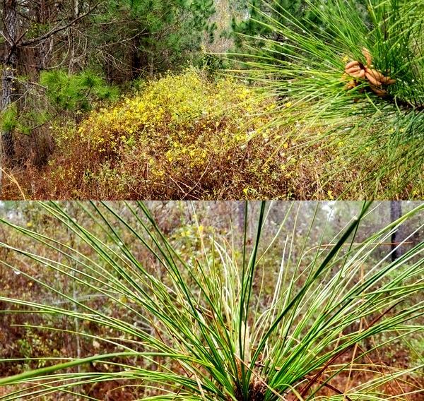 Yellow jessamine, loblolly, longleaf