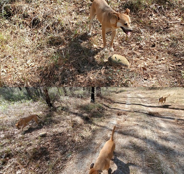 Gopher, Nellie, Honeybun, Yellow Dog