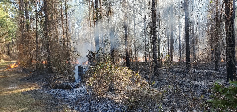 That stump was a rare casualty of previous burn