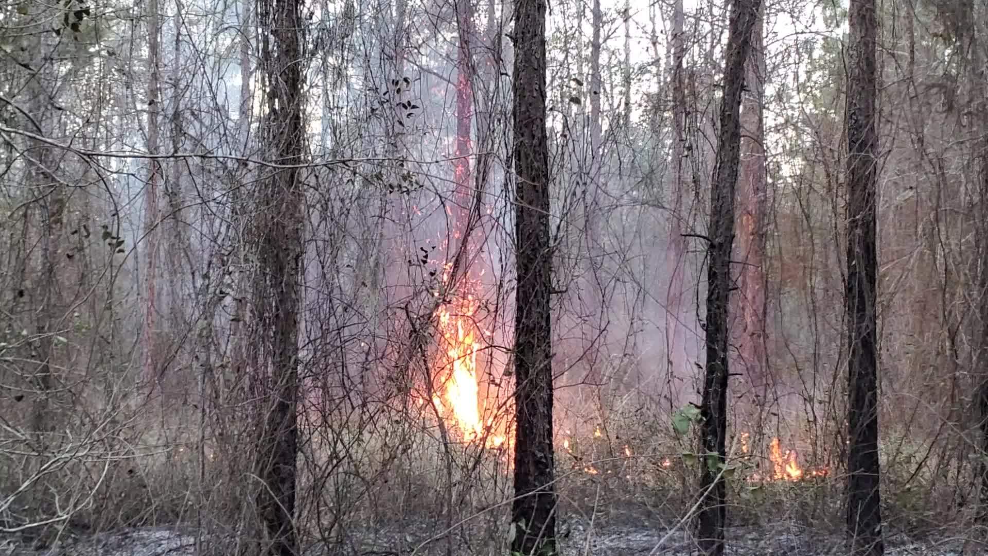 Movie: Ladder fuels are a big reason to burn (5.4M)