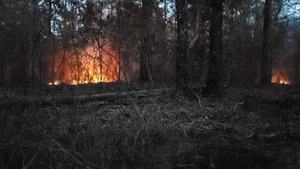 [Movie: Swamp shore fires (21M)]