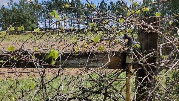 Budding out by a water spigot