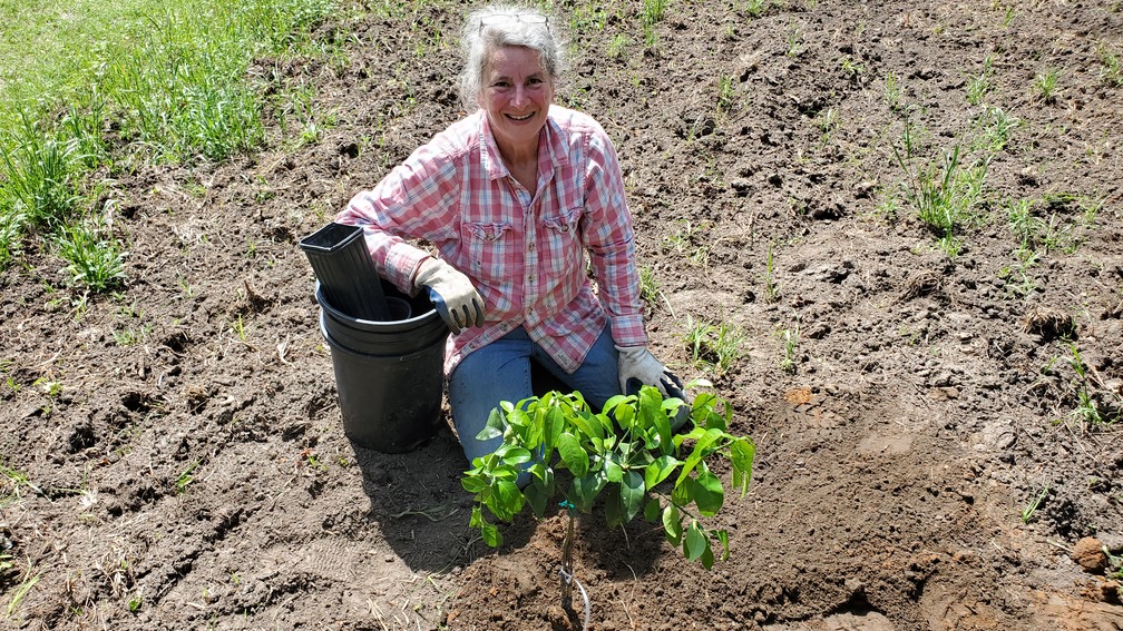 Gretchen planting fruit trees