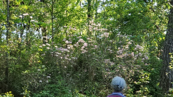 [Rhododendron canescens]