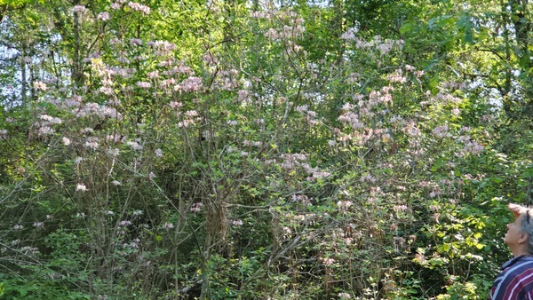 Native wild azaleas