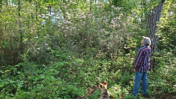 Nellie, native wild azaleas, Gretchen