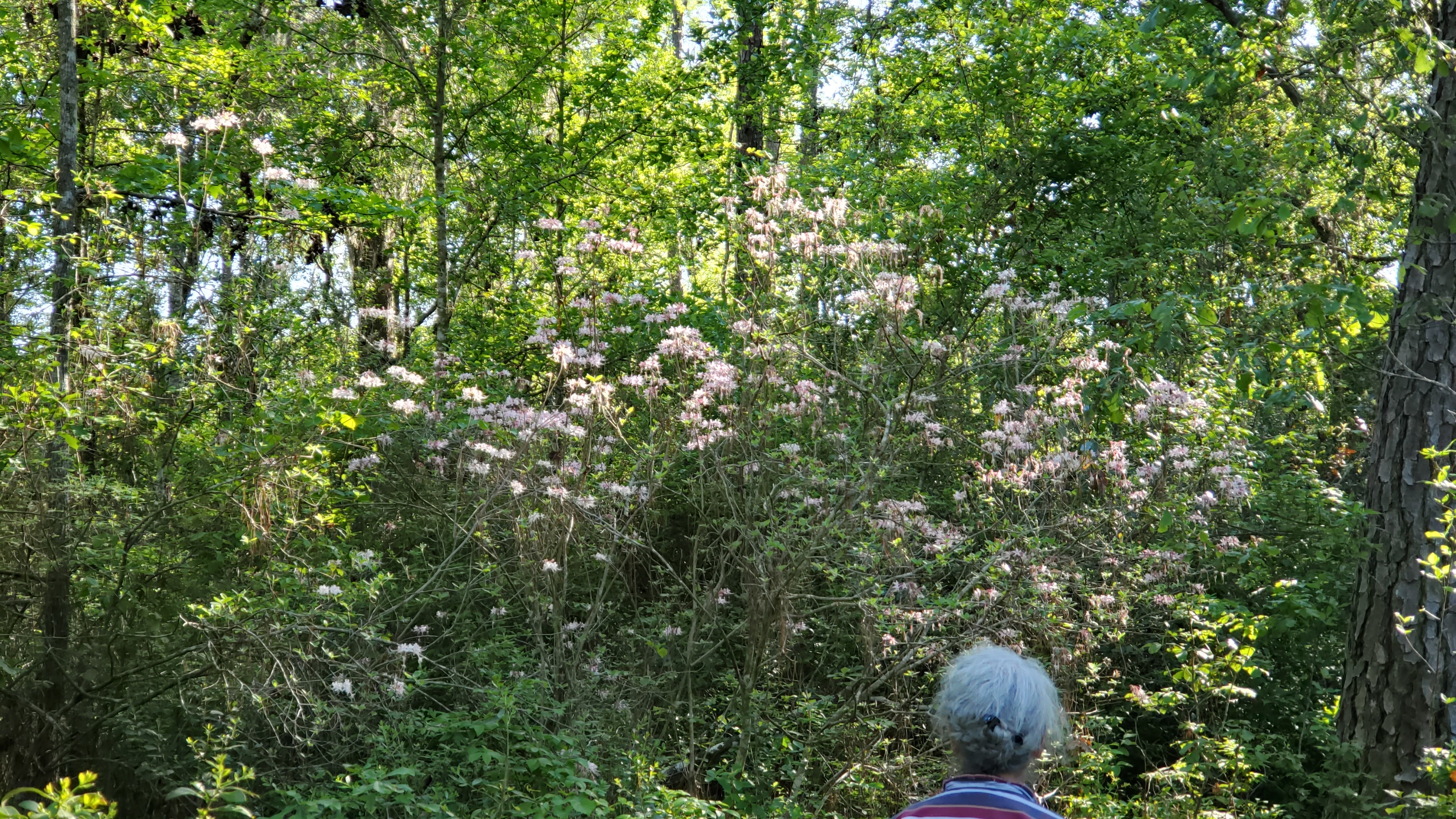 Rhododendron canescens