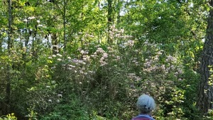 [Rhododendron canescens]