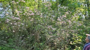 [Native wild azaleas]