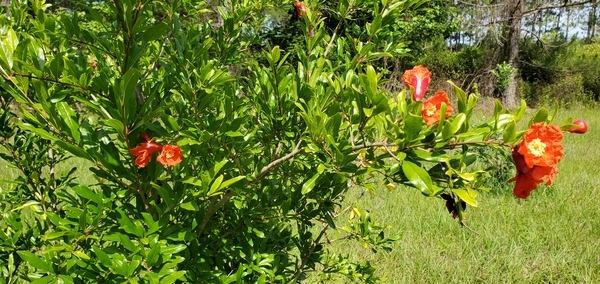 [Purdy Pomegranate Blooms]