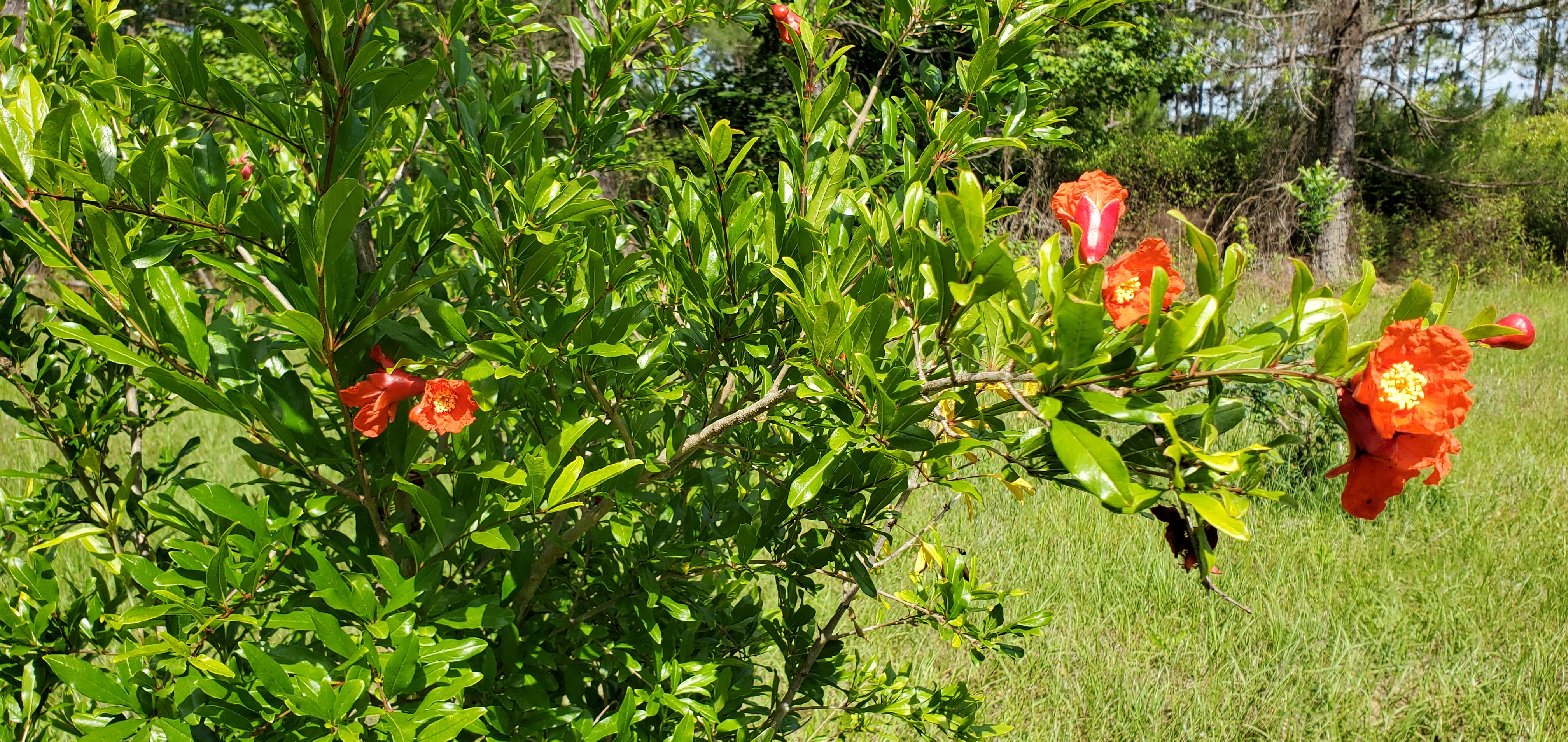 Purdy Pomegranate Blooms