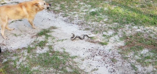 [Honeybun, Yellow Dog, snake]