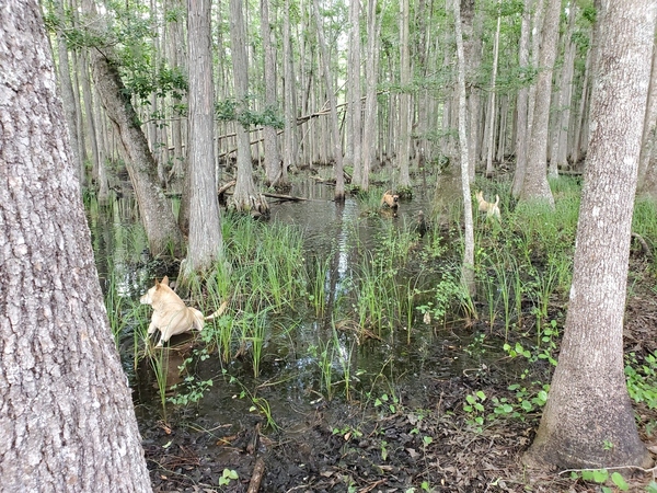 Dogs in the cypress swamp