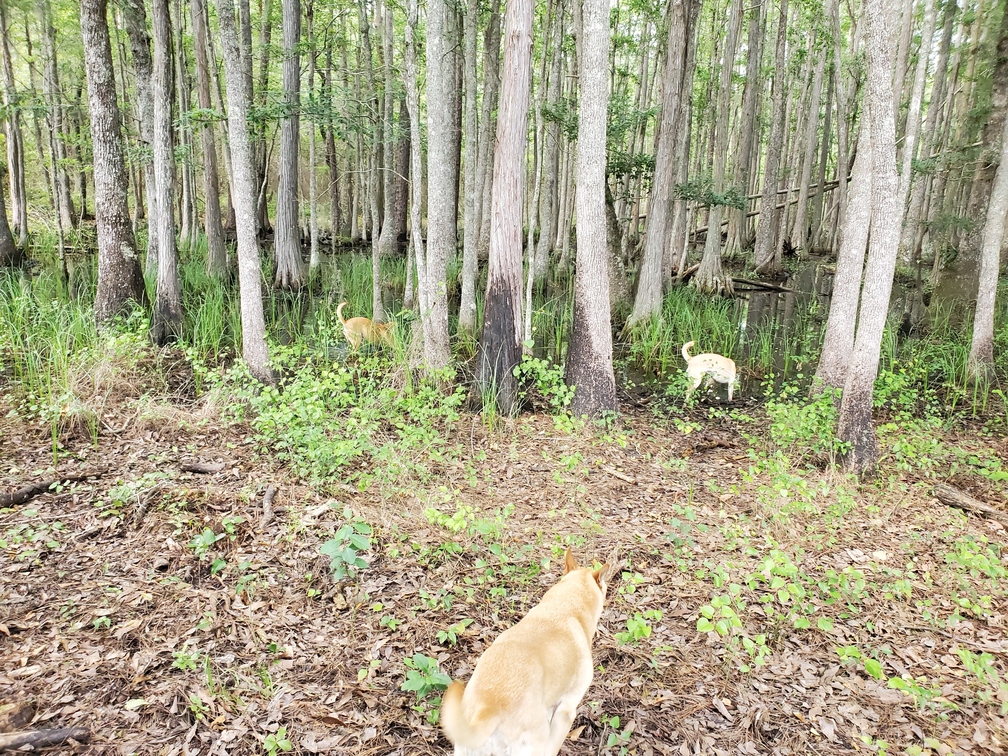 Yellow Dog, Honeybun, and Blondie