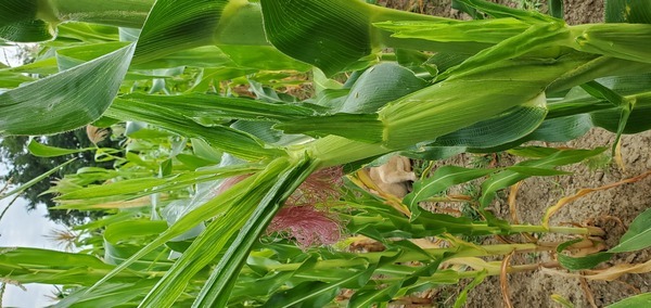 In the white corn field
