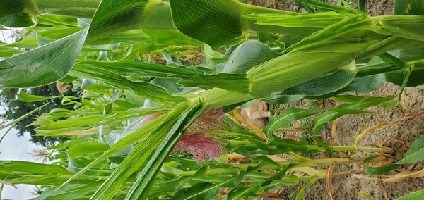 [In the white corn field]