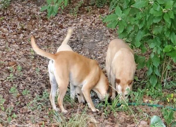 [Water: Yellow Dog on the right, Honeybun, Blondie in back]