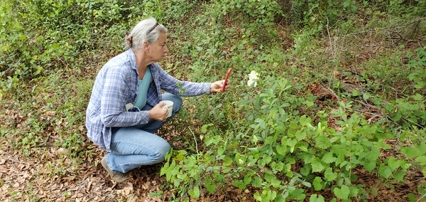 Gretchen and the Hibiscus moscheutos