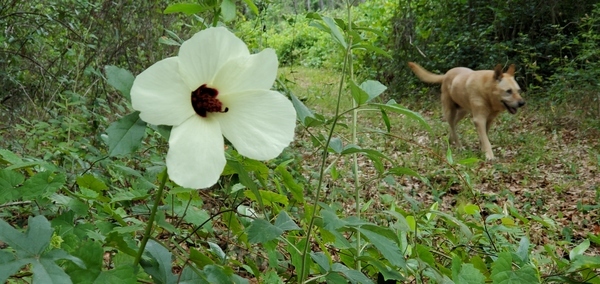 Halberd-leaf rosemallow, Yellow Dog