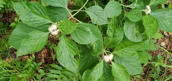 [Beautyberry, Callicarpa Americana]