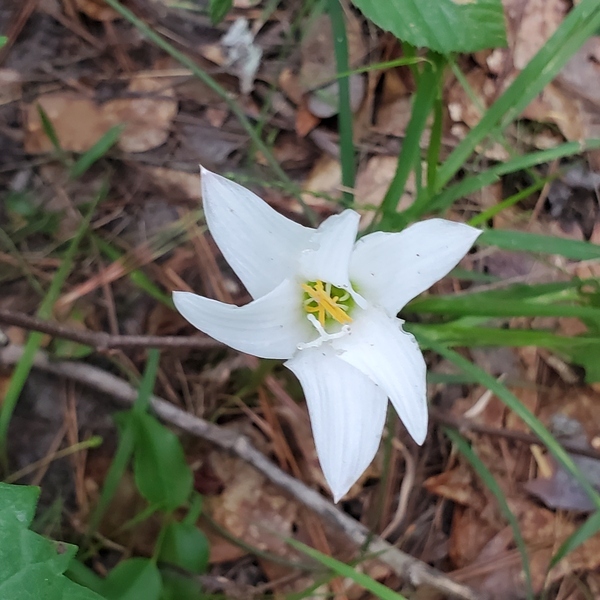 [Treat's Rain Lily, Zephyranthes atamasca var. treateiae]