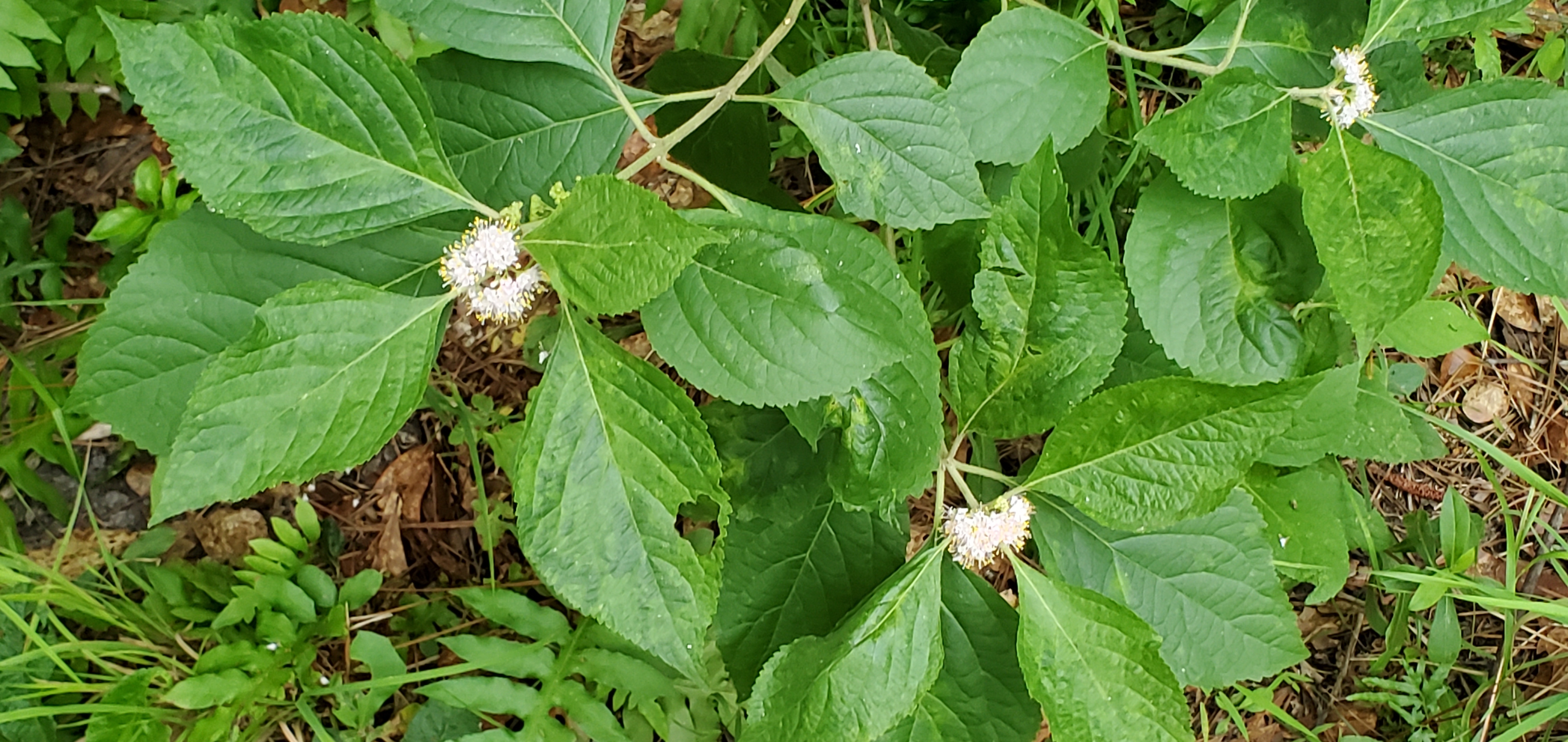 Beautyberry, Callicarpa Americana