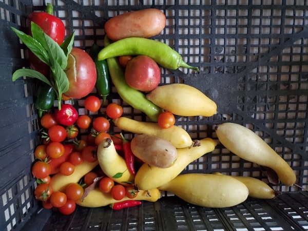 [Tomatoes, yellow squash, basil, peppers: banana, atomic, serrano, jalapeño]