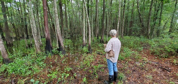 [Cypress swamp pretty full]