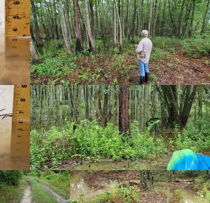 [3.5 + 6 inches of rain, cypress swamp]