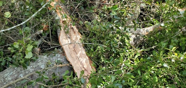 Oak limb snapped