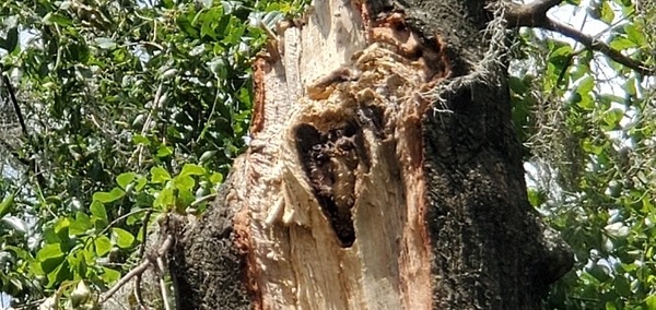 [Bee hive in bee tree stob]