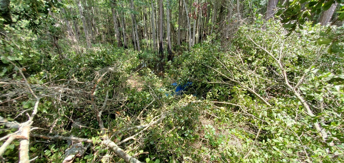 Kayak and swamp over limbs