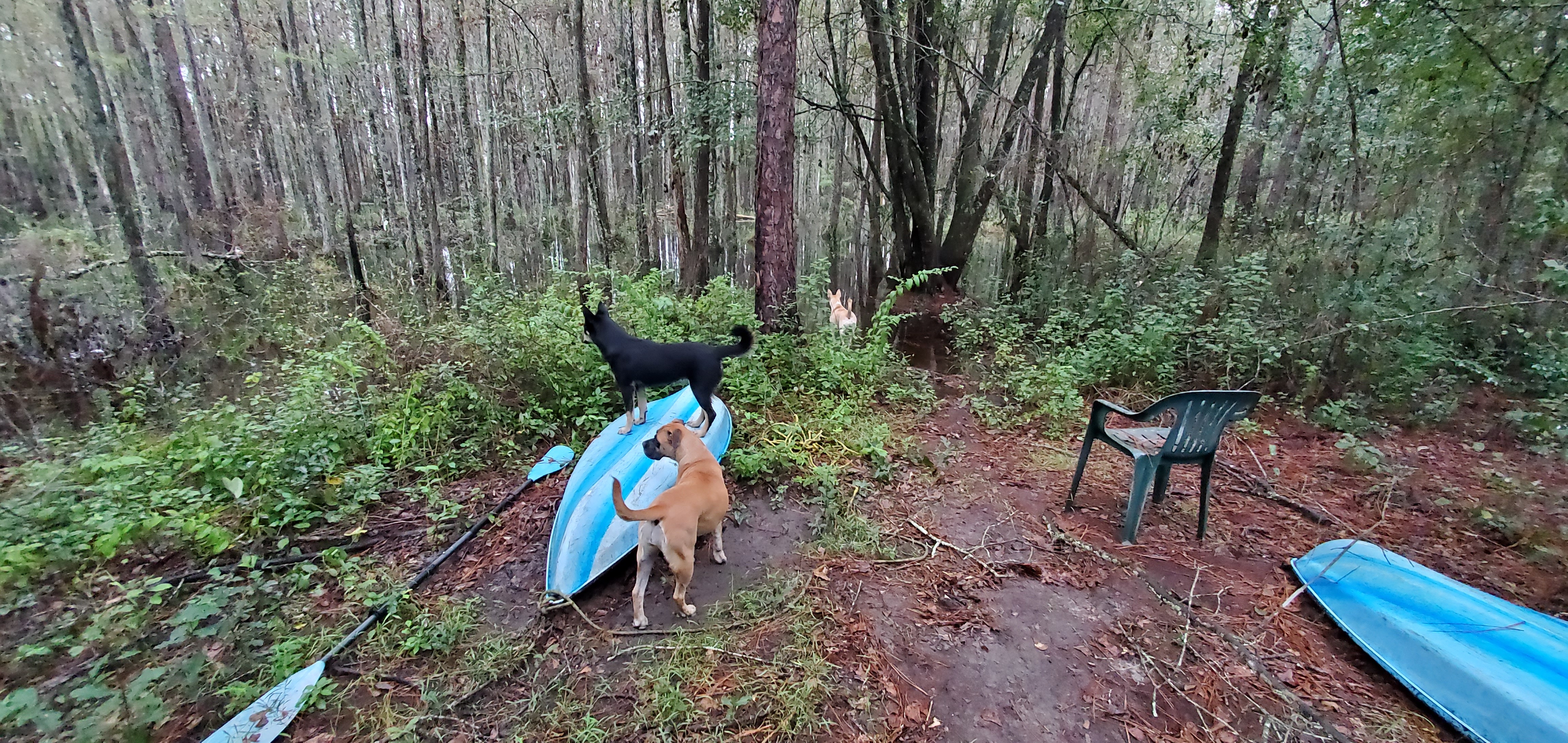 Arrow on boat, Honeybun on land, Blondie in swamp