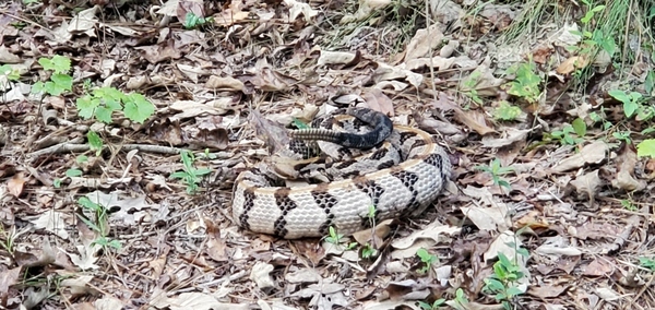 Snake in the leaves