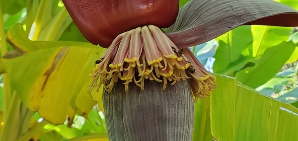 [On the banana flower]