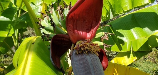[Flowers and bananas]