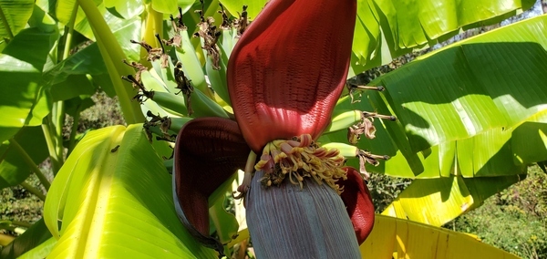 Flowers and bananas