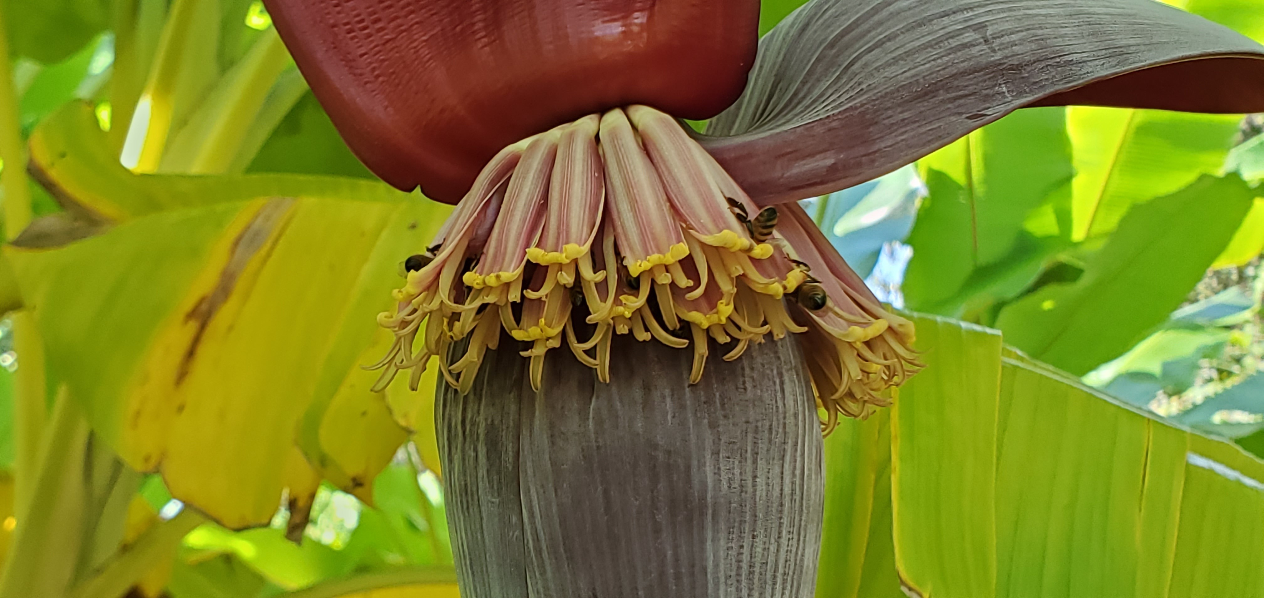 On the banana flower