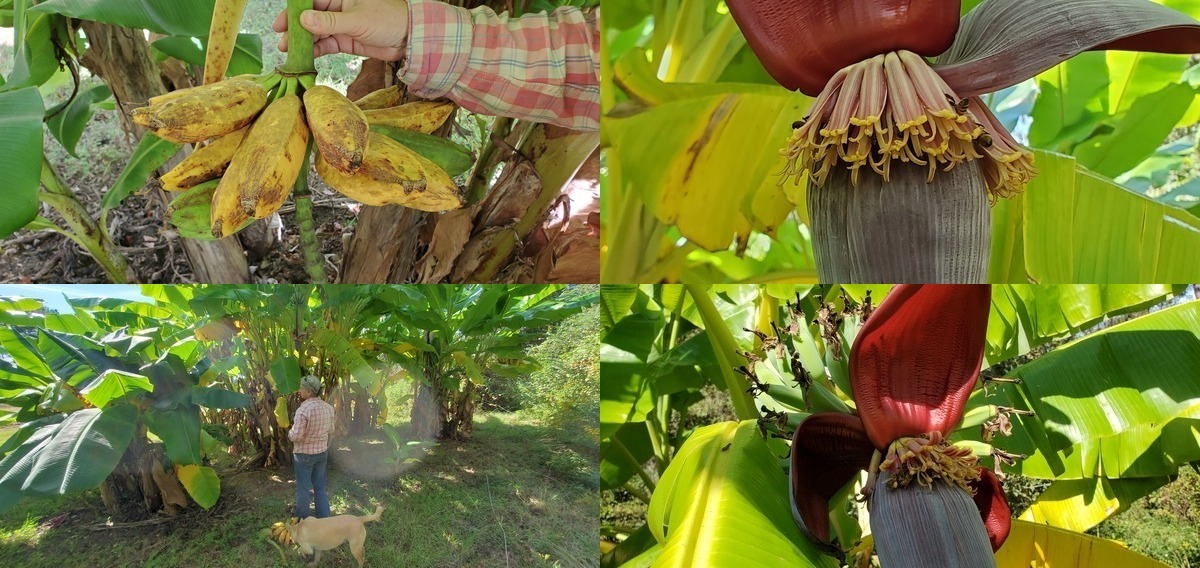 Ripe bananas, bees, dog, flowers