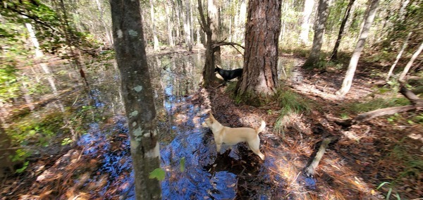 [Blondie and Arrow pointing in the Cypress Swamp.]