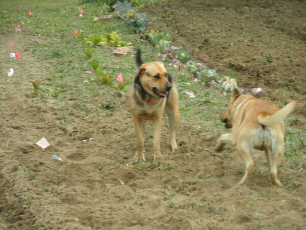 Brown Dog and Yellow Dog helping in the garden