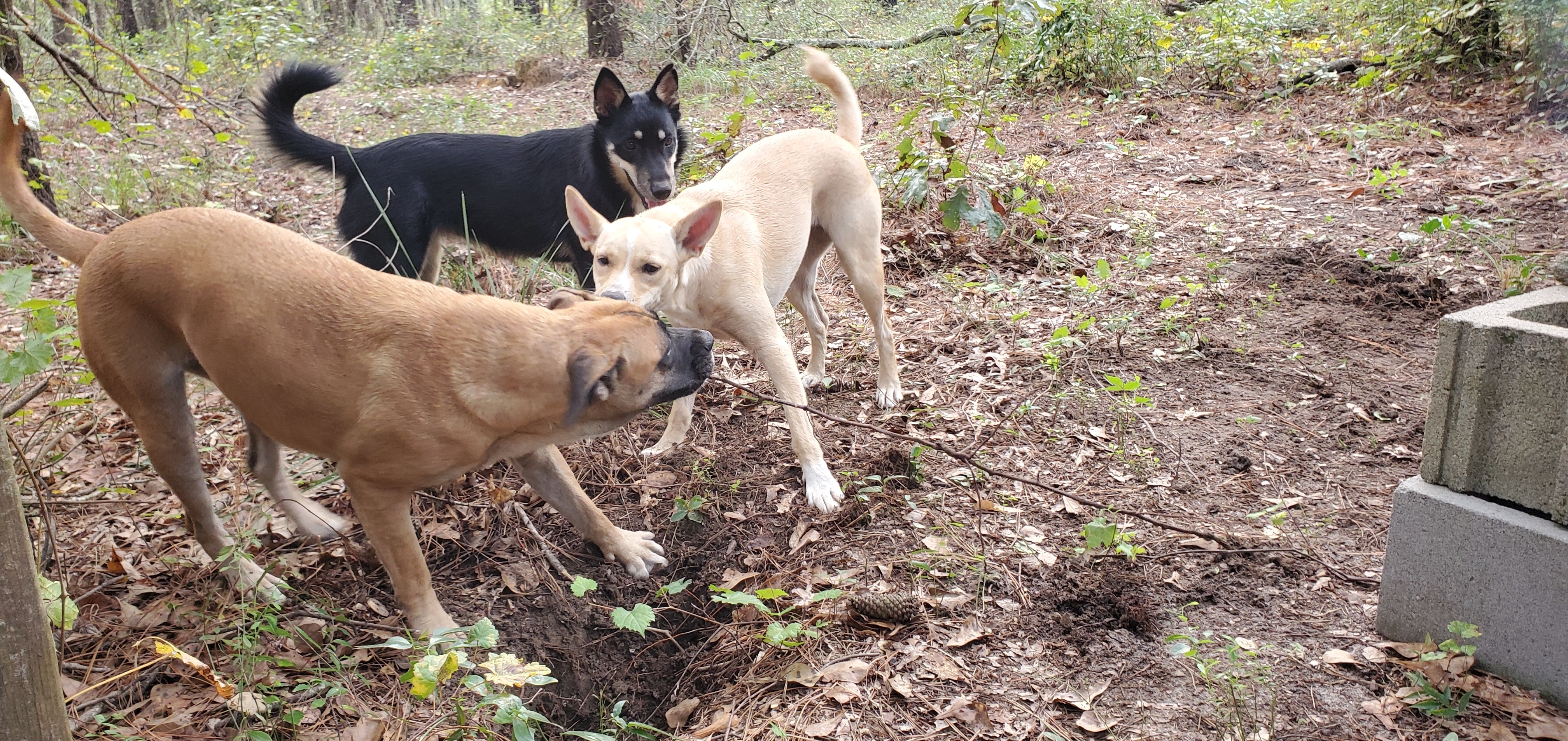 Honeybun pulling up a vine, Blondie, Arrow