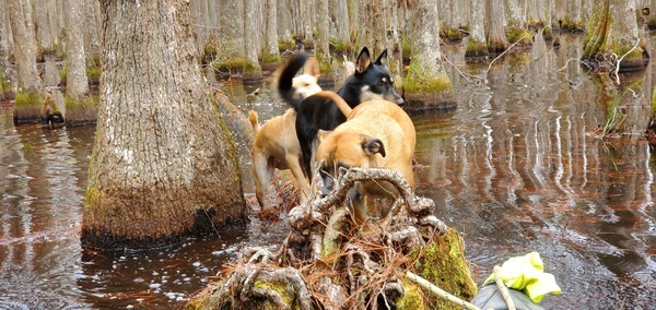 Dogs to boat