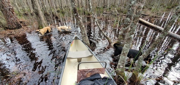 [Three dogs in swamp]